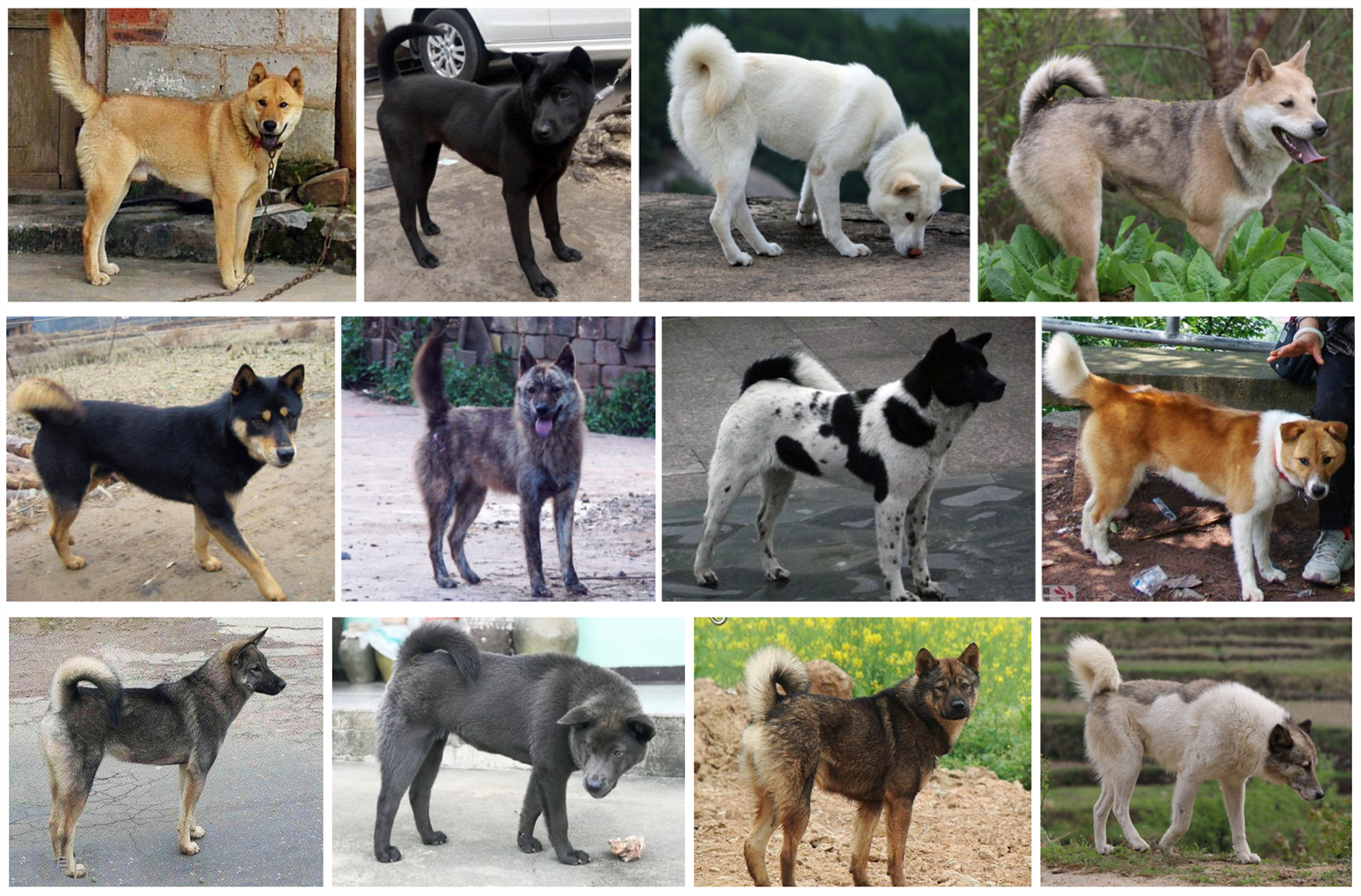 中华田园犬走进外国,中华田园犬走进千家万户