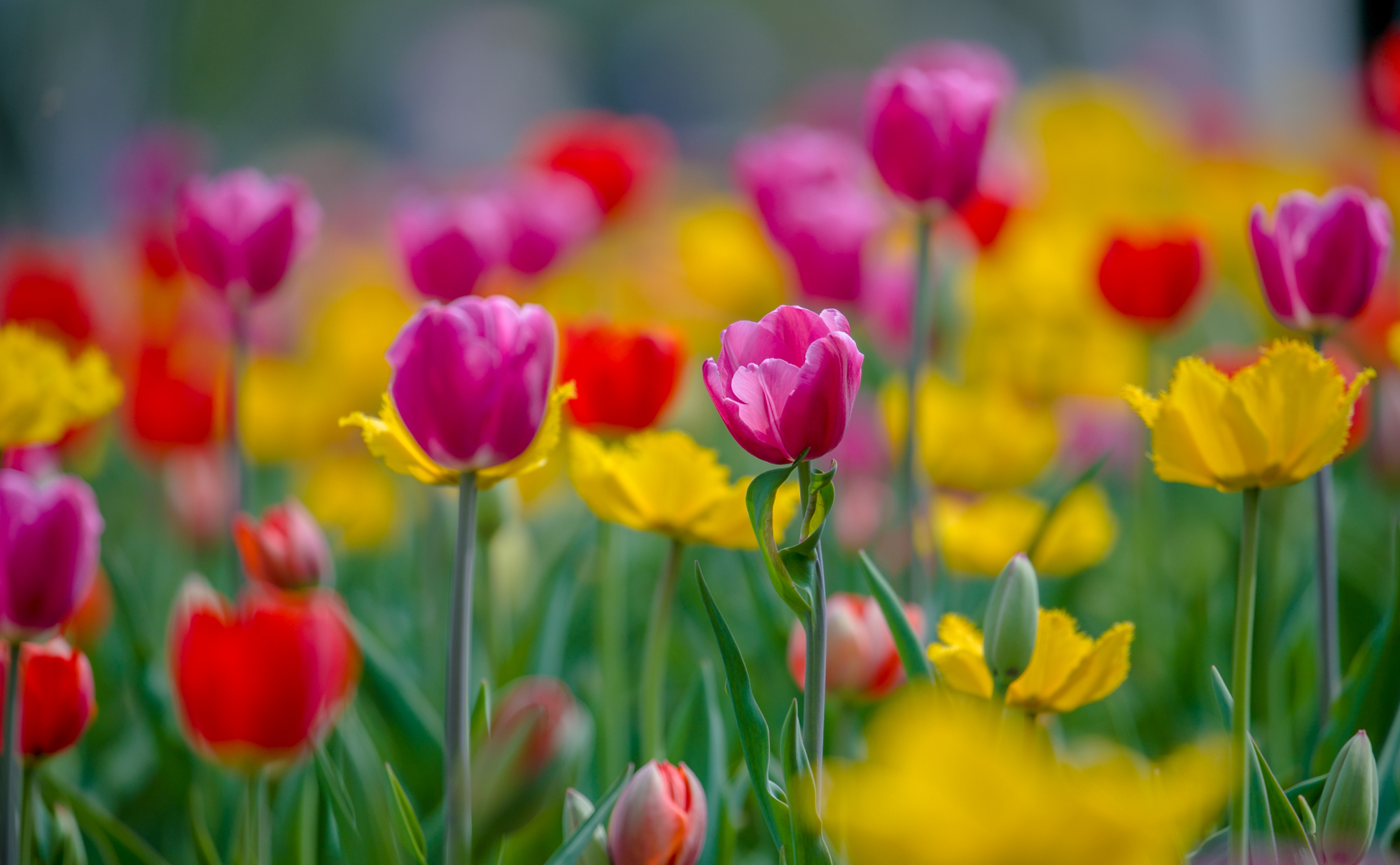 郁金香济南哪里最好,济南万象城郁金香