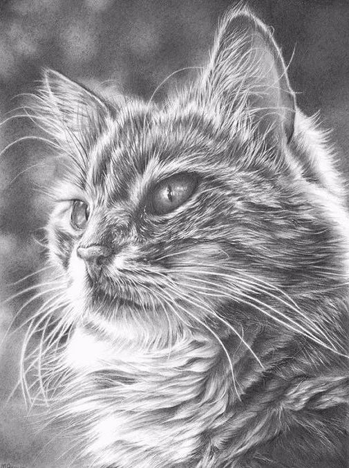 绱犳弿鍏ラ棬鍔ㄧ墿,绱犳弿鍔ㄧ墿瑙ｆ瀽