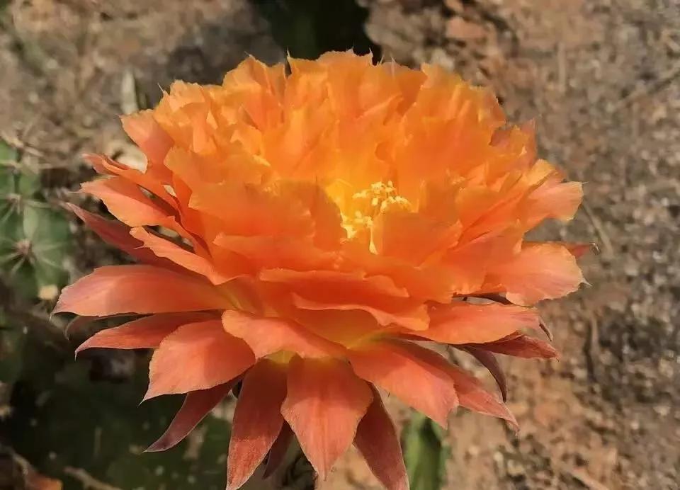 100种仙人球花图片,100种仙人球的品种视频