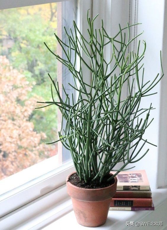 好养的北欧风大型绿植 (12款北欧风格绿植轻松打造ins风)