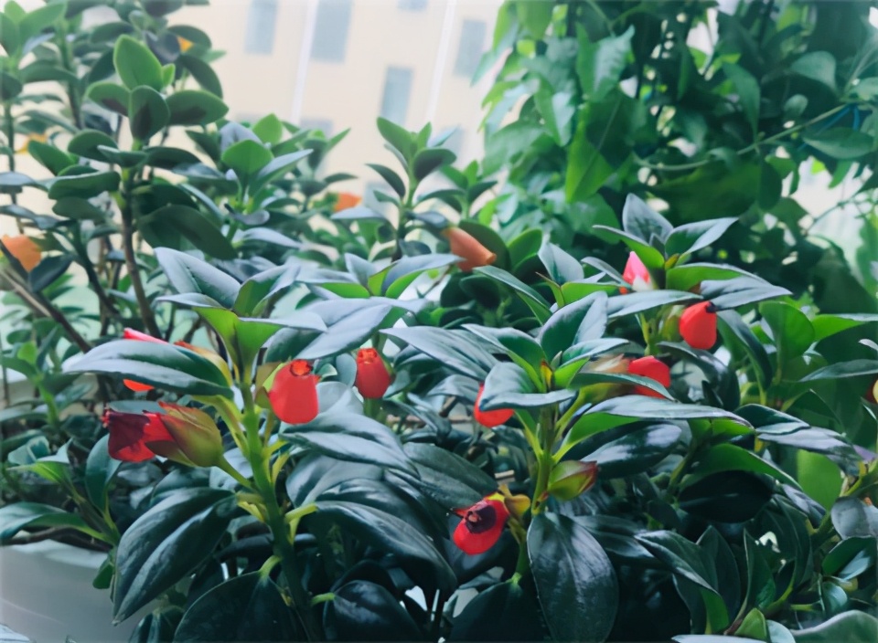 金鱼吊兰冬天怎么养才能活,金鱼吊兰冬天怎么养最合适