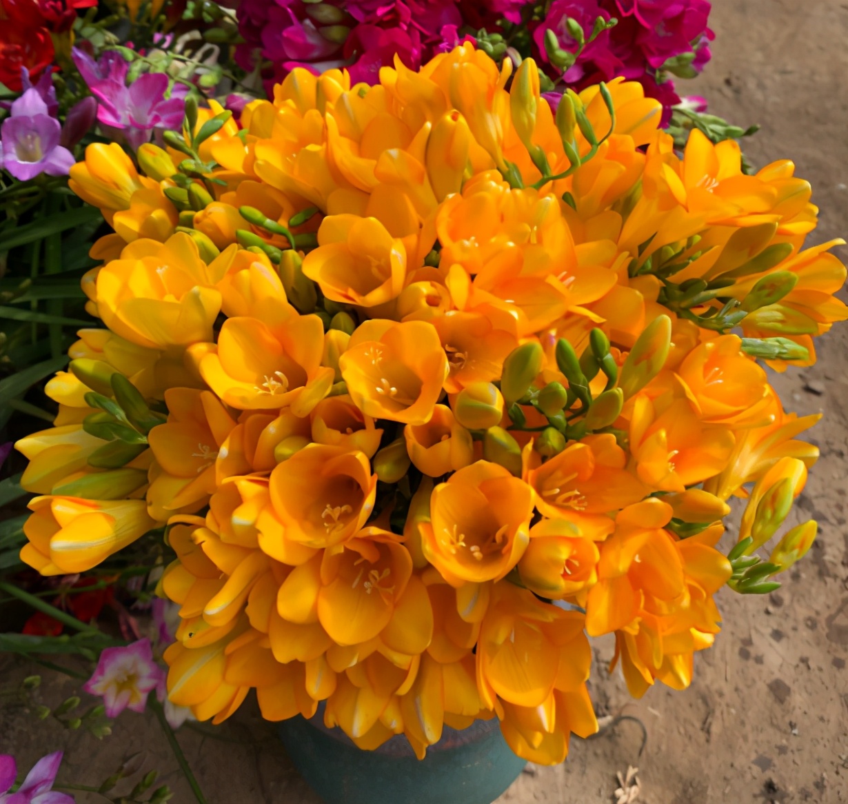 漂亮女人适合养什么花,适合盆栽的女人花