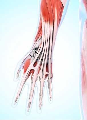 防治腱鞘炎最好的动作,预防腱鞘炎的关键有哪些