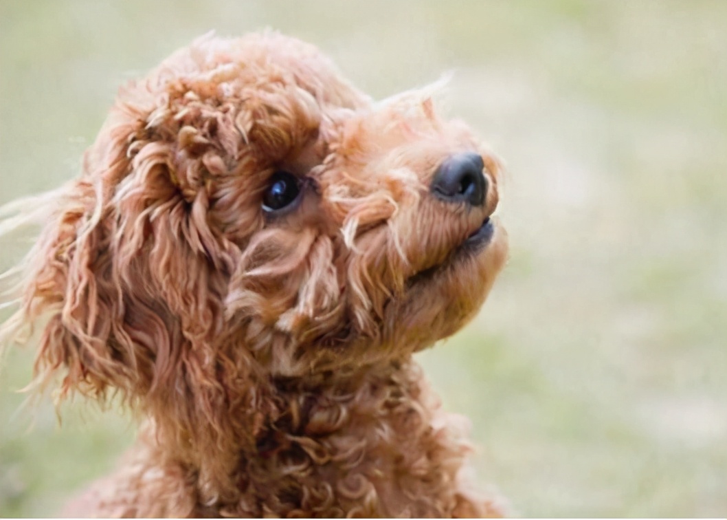 纯种巨型贵宾和二代巨型贵宾,灰贵宾和白贵宾串串