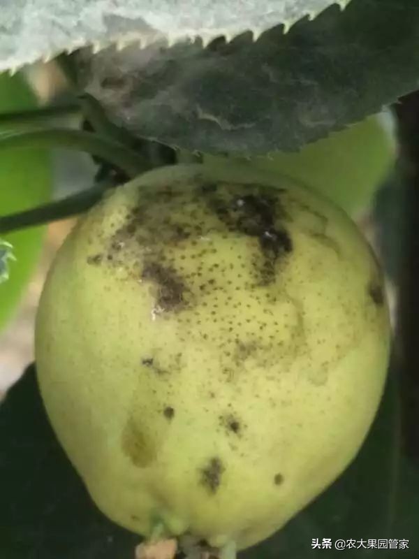 梨树炭疽病防控,梨树煤污病防治时间