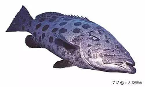 最好的十种石斑鱼,最漂亮的几种石斑鱼