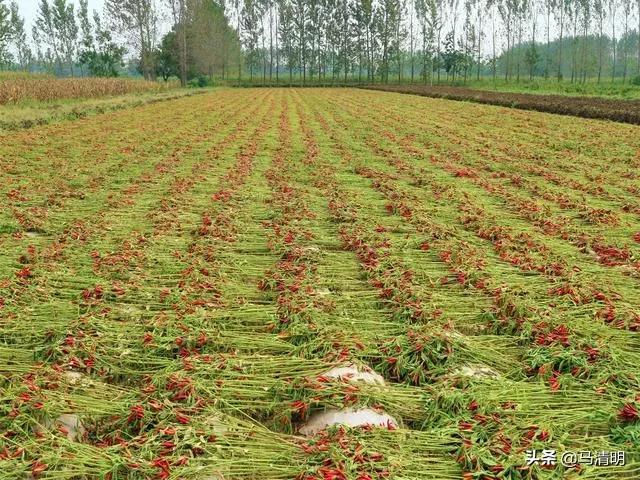 我眼中的石河子,我眼中的新疆石河子
