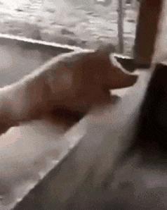 老虎：这是我准备养大吃的，你来凑什么热闹