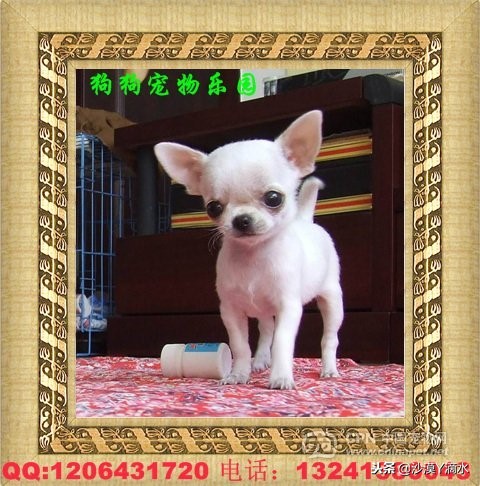 比尼熊狗狗价格,阿拉斯加狗狗价格