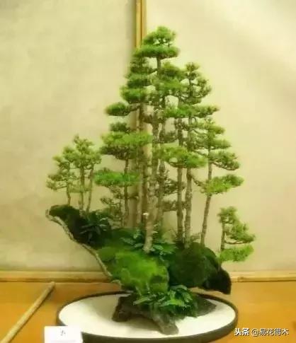 丛林式精品盆景欣赏,丛林盆景浅盆