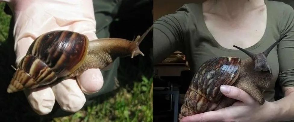 非洲大蜗牛入侵我国，有何可怕之处？为什么吃货也不敢吃？