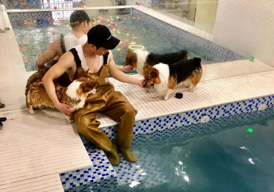 解放狗狗发情期，卖家改造狗用“*气娃充**娃”，“泰迪尺寸”最热销