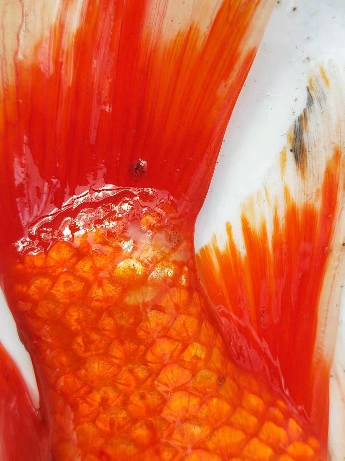 鱼虱和鱼鲺傻傻分不清楚？别再搞混了，治疗方法可能不一样