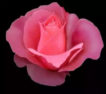 520情人节祝福送上真的太美了,最新的520情人节