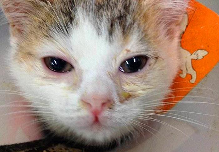 猫咪感冒打喷嚏流鼻涕是猫鼻支吗,猫咪感冒流脓鼻涕是什么情况