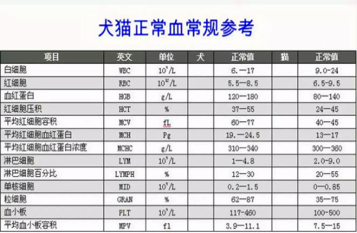 辟谣，猫咪白细胞激增就是患病？主人被告知：压力也会导致其升高