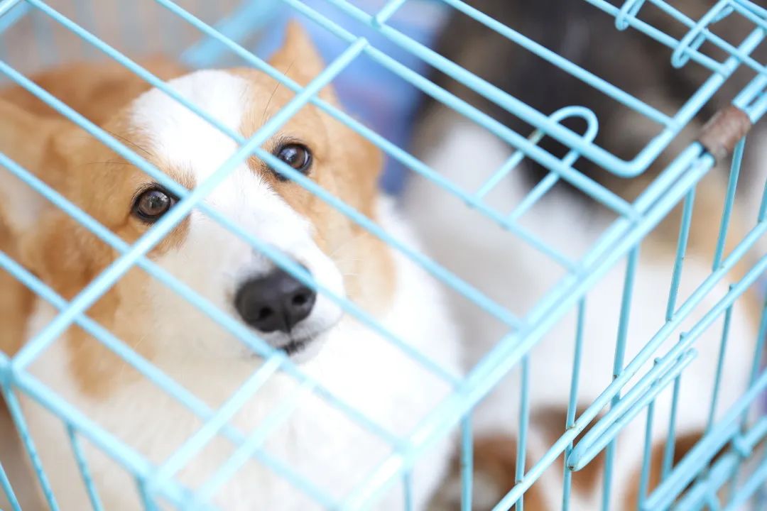 宠物托运惊恐,被托运的宠物