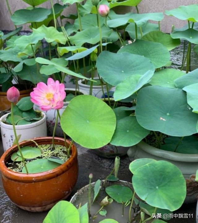 碗莲这样养，十有八九不开花？注意这5点，碗莲花大色更艳