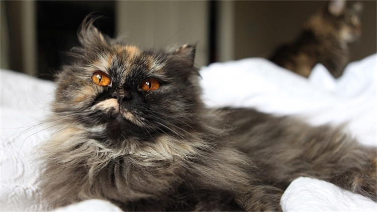 猫干呕有什么症状,猫干呕是什么原因引起的