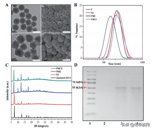 武汉大学王富安教授课题组Chem.Sci.