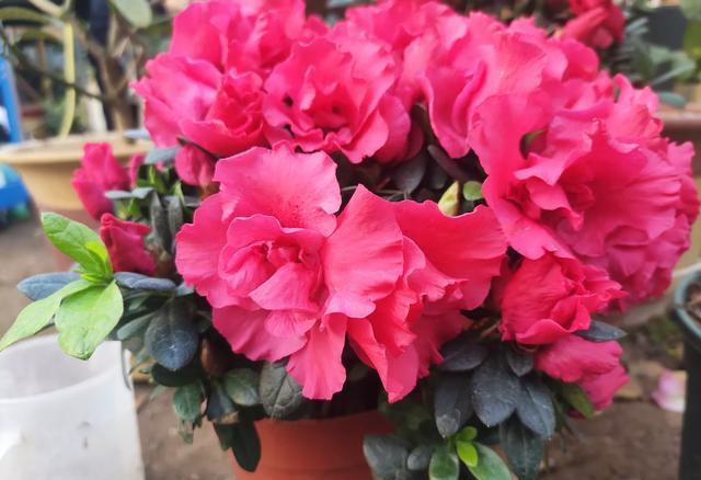 杜鹃花黄叶烂根怎么办,养杜鹃花窍门