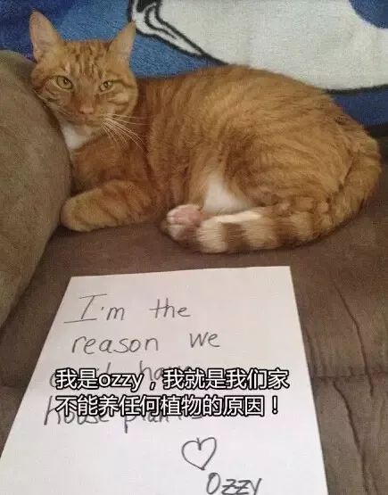 猫猫静悄悄歌曲,当猫猫静悄悄地过去偷吃你的东西
