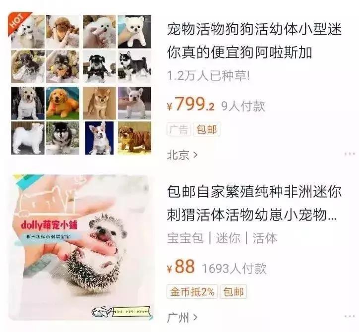 网上买宠物狗犯法吗,在网上购宠物有被骗的经历吗