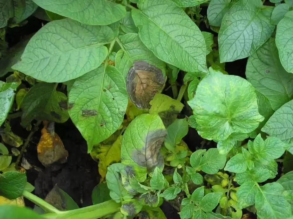 农村大姐卖炸土豆,农村大姐红薯一亩8000斤