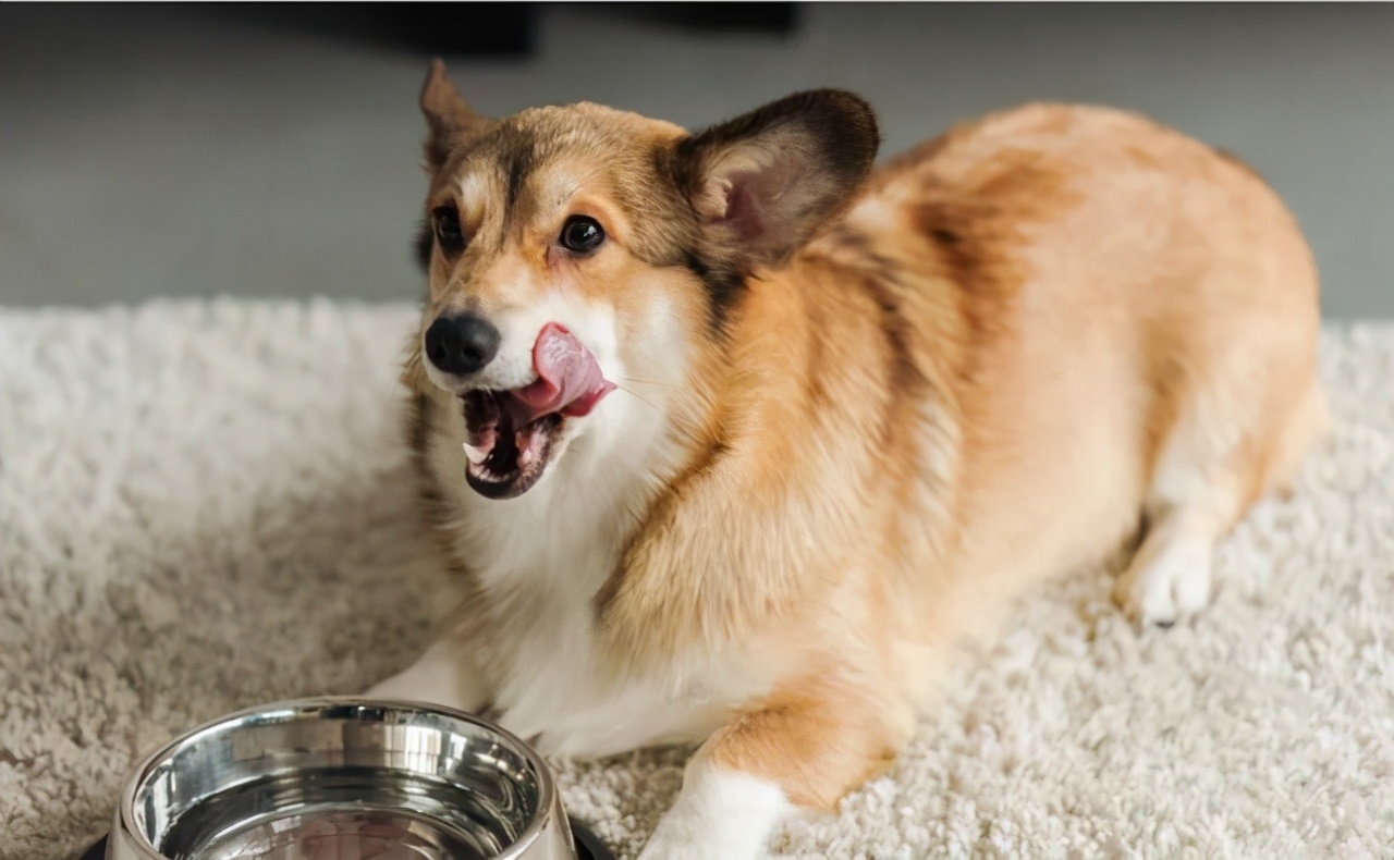 狗狗突然尿血伴有呕吐是什么原因,铲屎官必备最全狗狗呕吐原因分析