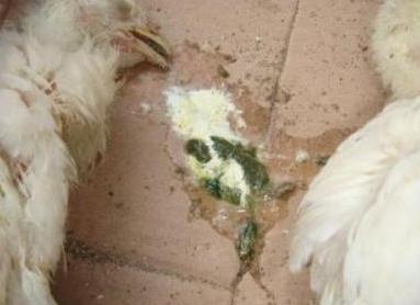 家养鸡防新城疫,养鸡新城疫怎么办