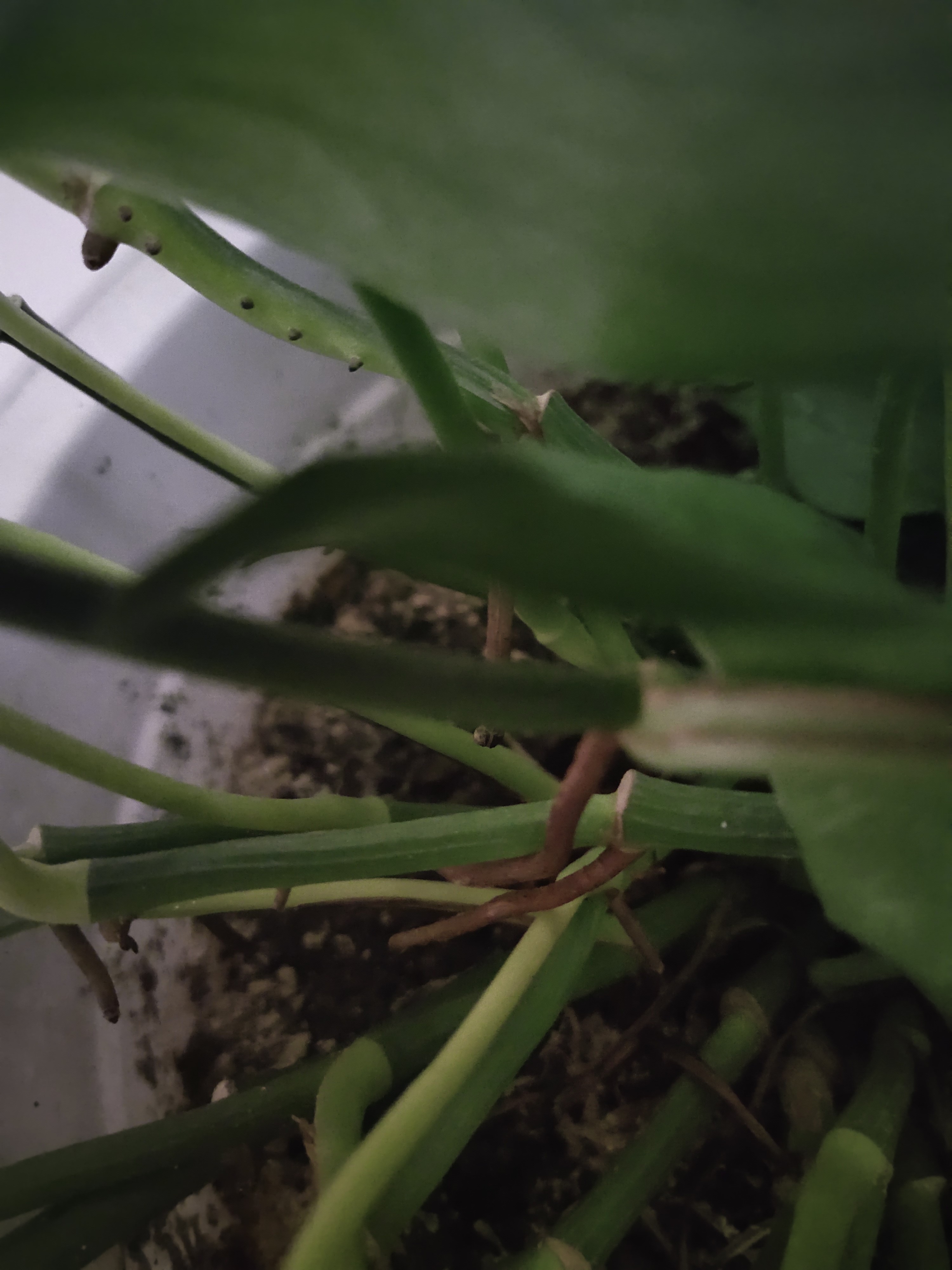 绿萝气生根,绿萝气生根快速长藤