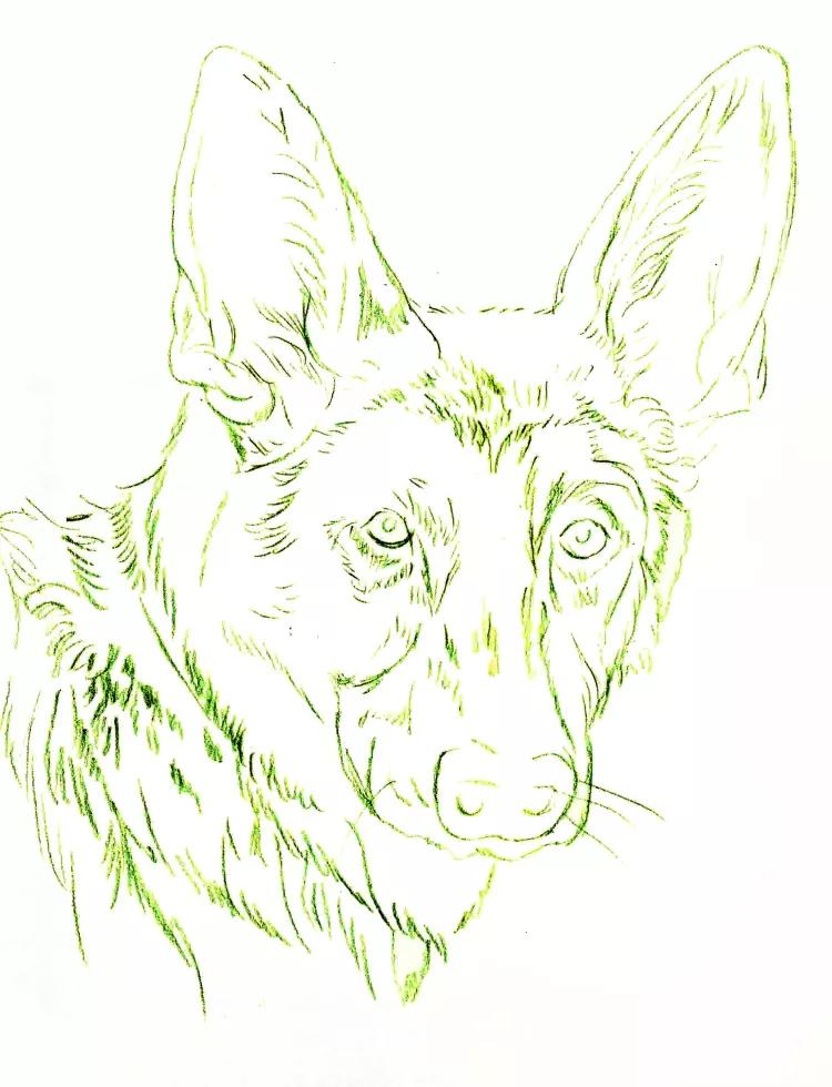 画牧羊犬详细教程,德国牧羊犬画画