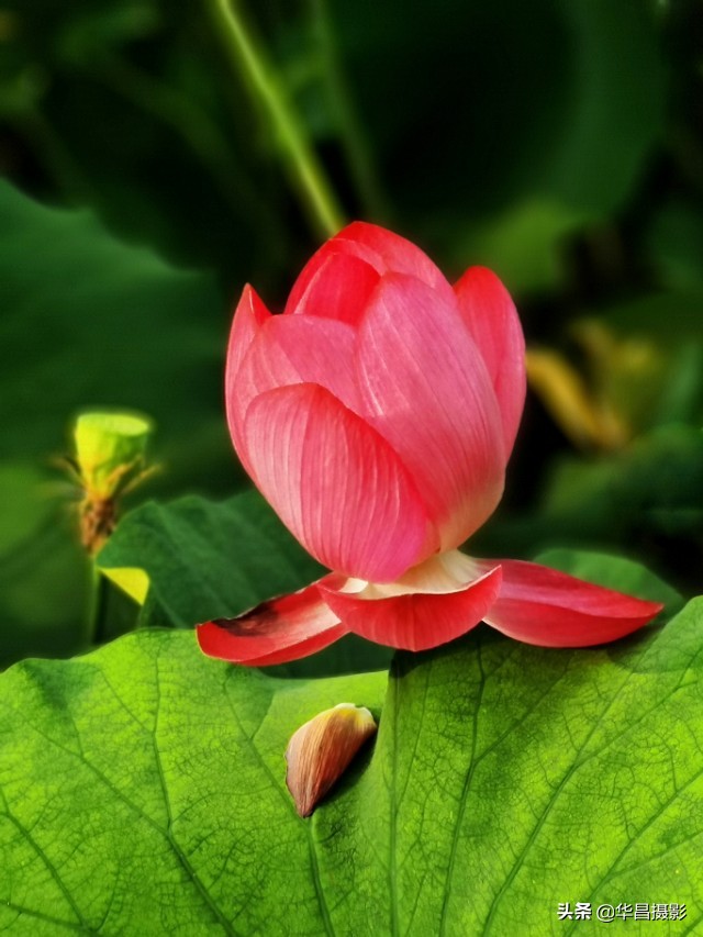 北京禧园：秋日荷花婀娜多姿惹人醉