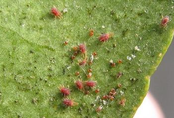 樱桃的常见病虫害及防治方法,樱桃虫害最佳防治方法