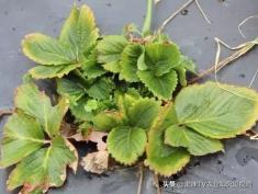 草莓病毒病好治吗,小心病毒感染