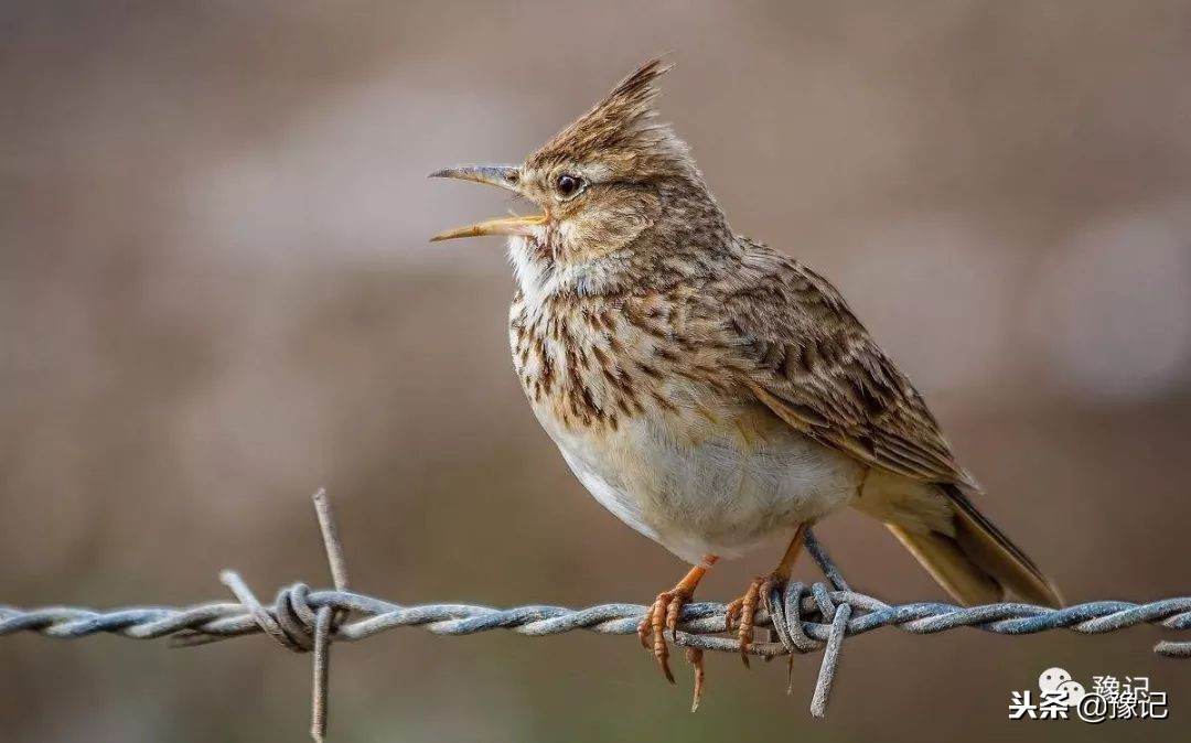 皇城根脚下，那是开封大爷遛鸟的天地