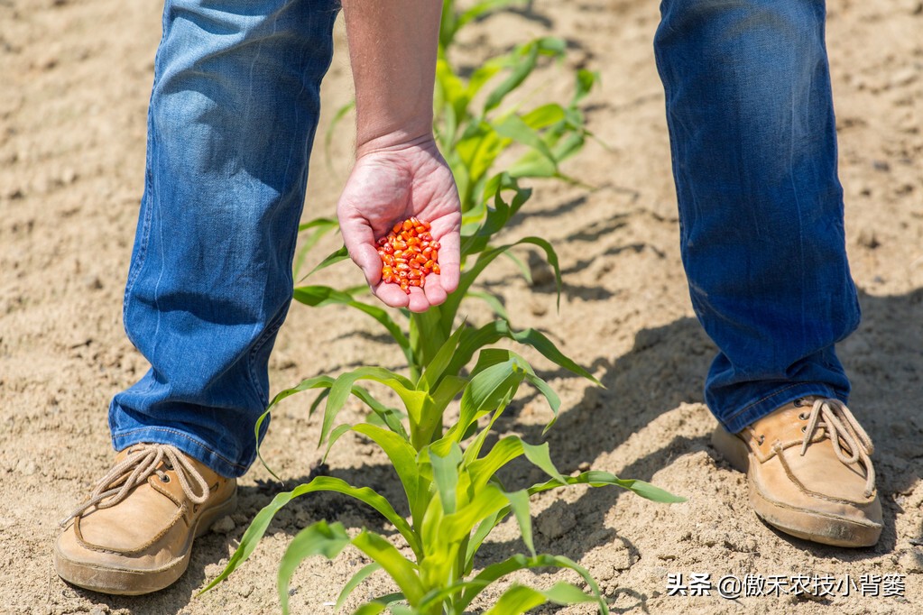 什么样玉米品种最好,山东十大高产玉米品种2019审定