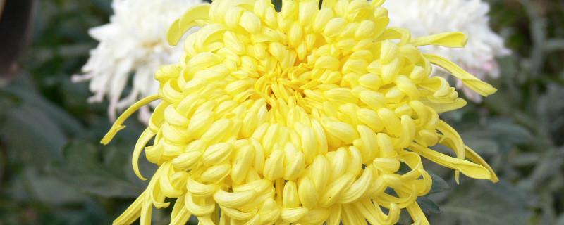 菊花有种子种的吗,菊花种子种类长长的