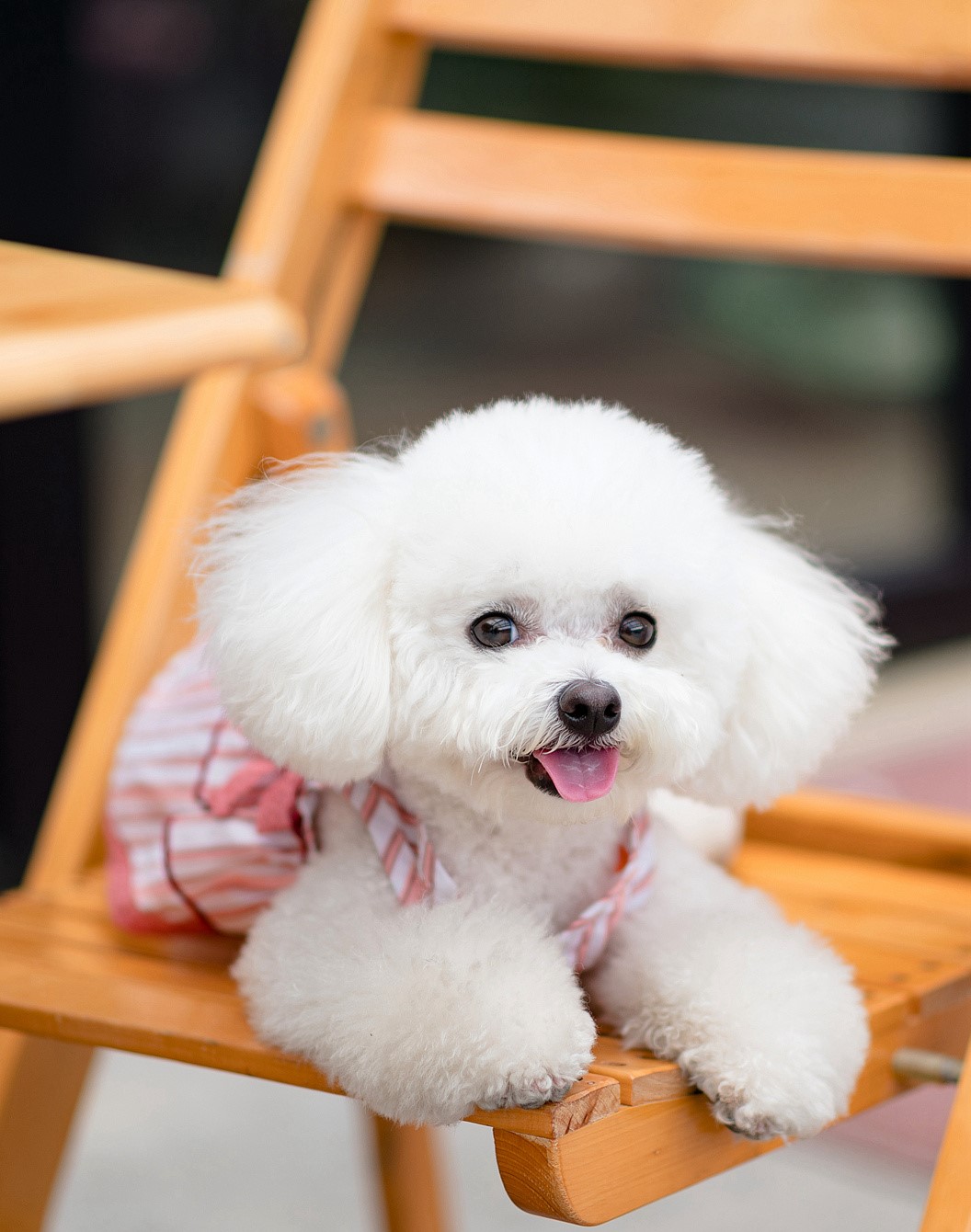 养比熊的十大好处和坏处,兽医比熊