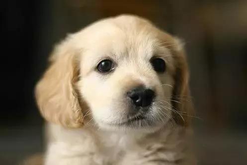 推荐各种狗狗的类型,10种有型罕见的狗狗