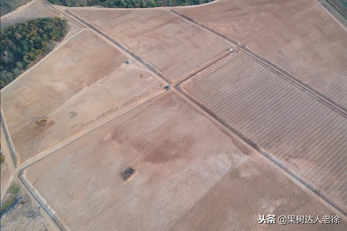 樱桃树如何正确种植,樱桃好吃树难栽真的就这么难么