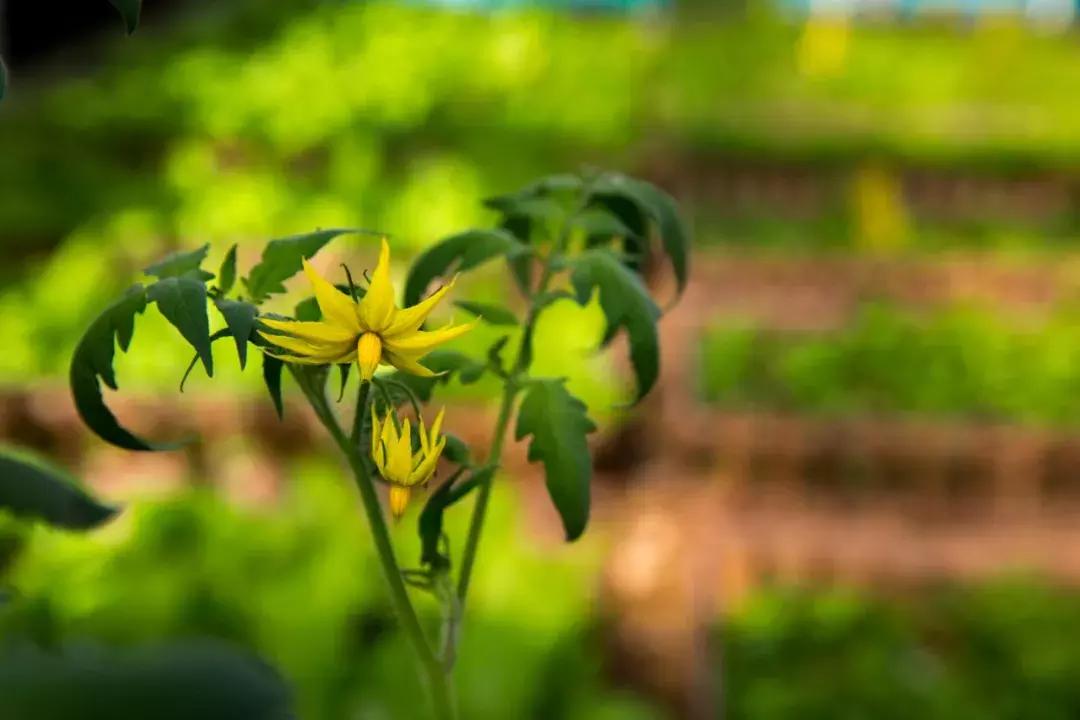 三亚轻奢度假酒店,三亚十大最豪华的度假别墅