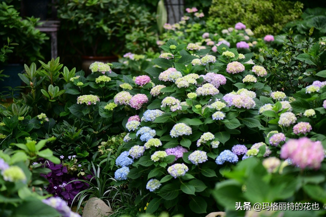 河马花园植物大全,荷马花园的月季