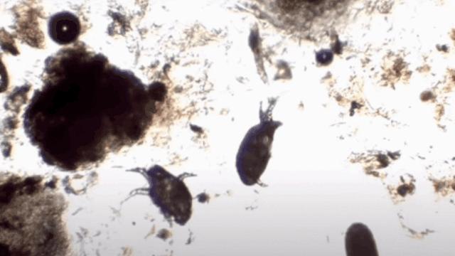 养了几年的猫有跳蚤,养了一年的猫还咬主人