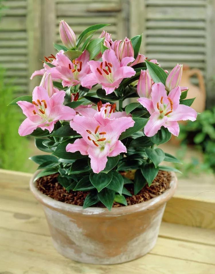 百合怎么样养得更持久,百合新手