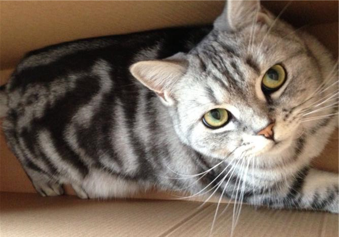 猫咪双眼皮,猫咪眼睑外翻手术有必要吗