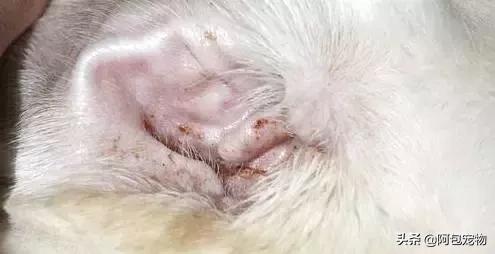 猫咪耳螨传染人吗,耳螨猫咪会传染吗