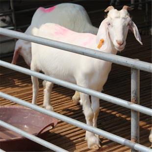 让羊妈妈多生公羊仔，告诉你几个关于羊妈妈的小秘密。