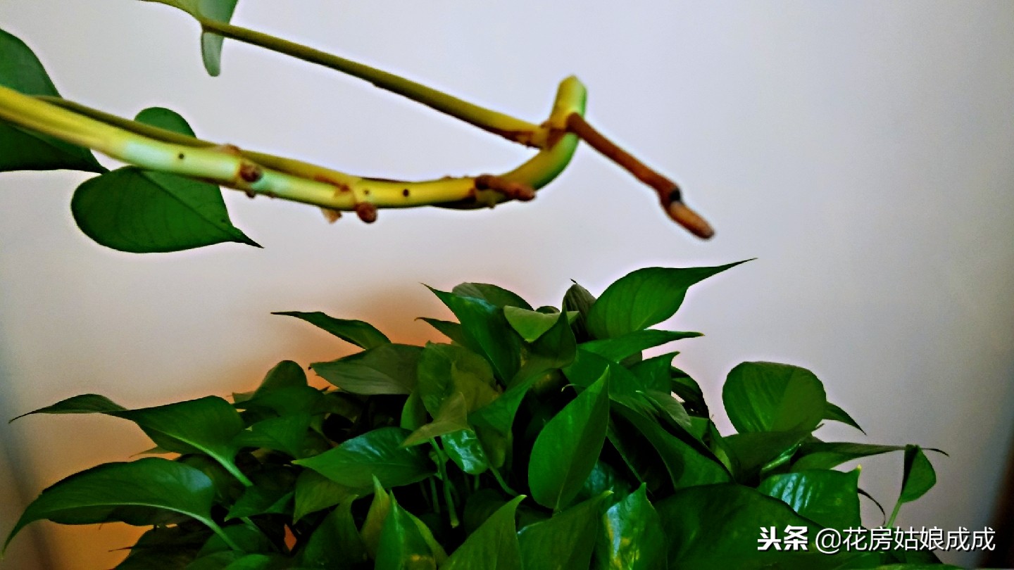 绿萝叶子稀稀拉拉,绿萝长得太长了出现黄叶怎么办